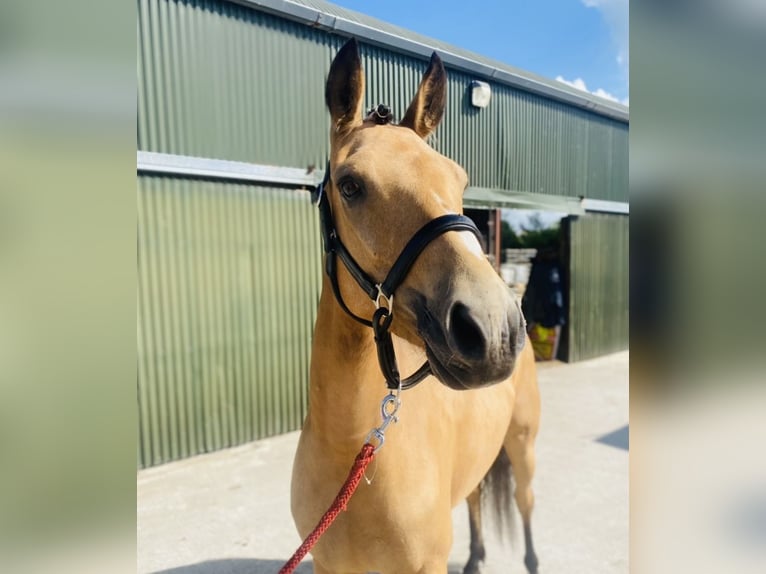 Kuc Connemara Klacz 4 lat 153 cm Bułana in Sligo