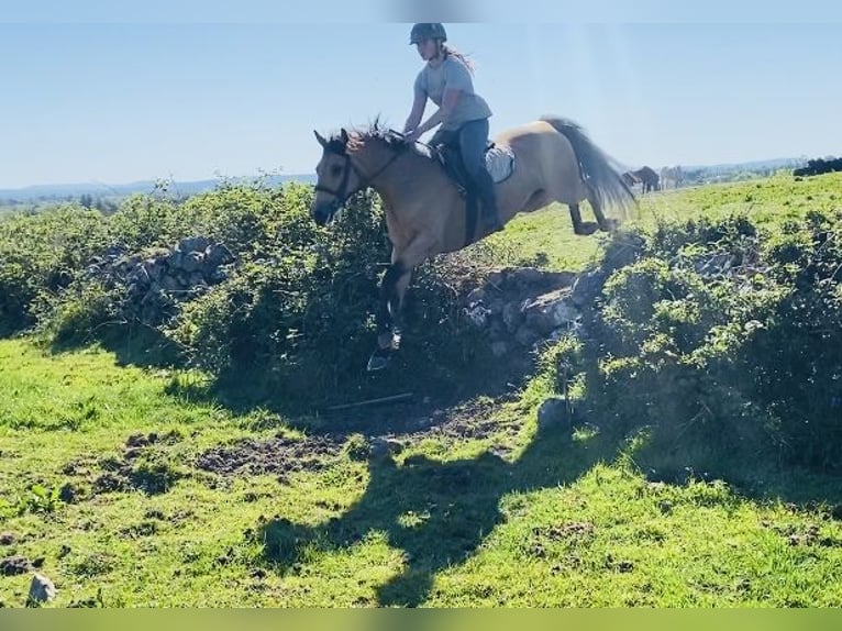 Kuc Connemara Klacz 4 lat 153 cm Bułana in Sligo
