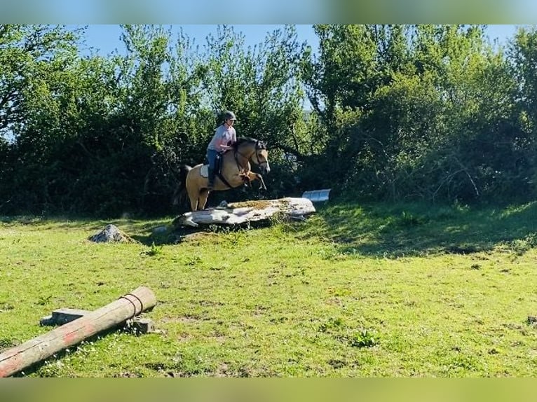 Kuc Connemara Klacz 4 lat 153 cm Bułana in Sligo