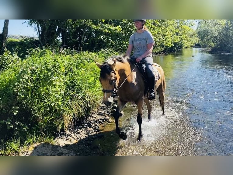 Kuc Connemara Klacz 4 lat 153 cm Bułana in Sligo