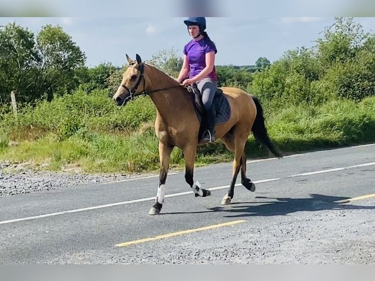 Kuc Connemara Klacz 4 lat 153 cm Bułana in Sligo