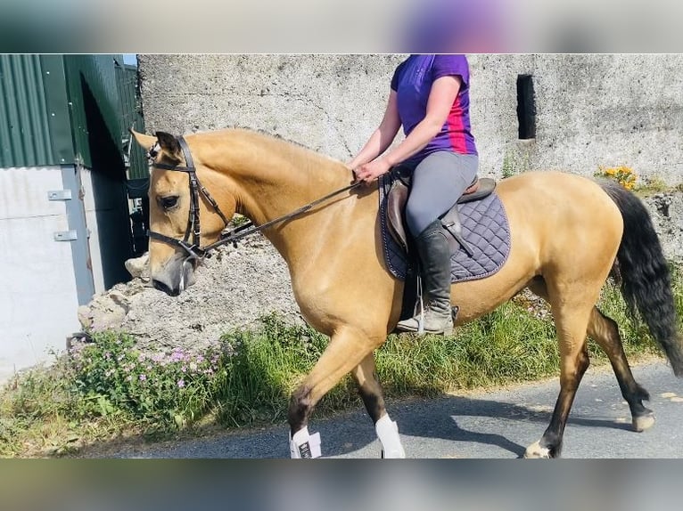 Kuc Connemara Klacz 4 lat 153 cm Bułana in Sligo
