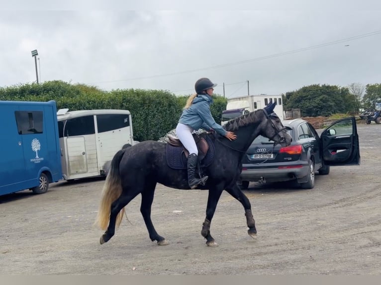 Kuc Connemara Klacz 4 lat 153 cm Siwa in Mountrath, Co. Laois