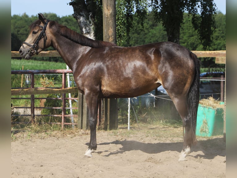 Kuc Connemara Klacz 4 lat 155 cm Formy Brown Falb in Uelsen