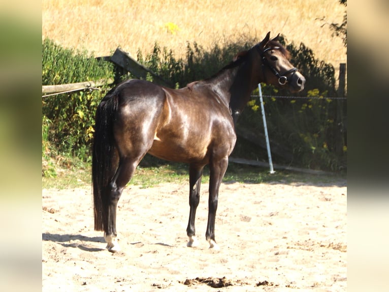 Kuc Connemara Klacz 4 lat 155 cm Formy Brown Falb in Uelsen