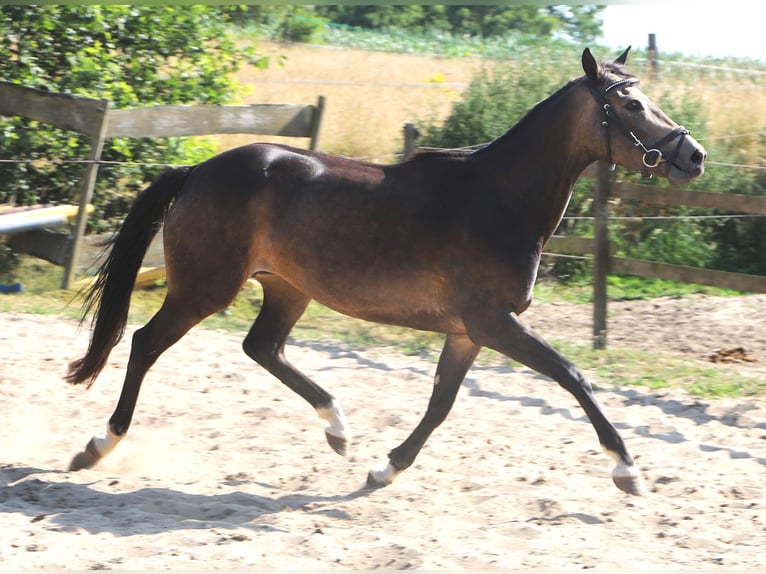 Kuc Connemara Klacz 4 lat 155 cm Formy Brown Falb in Uelsen