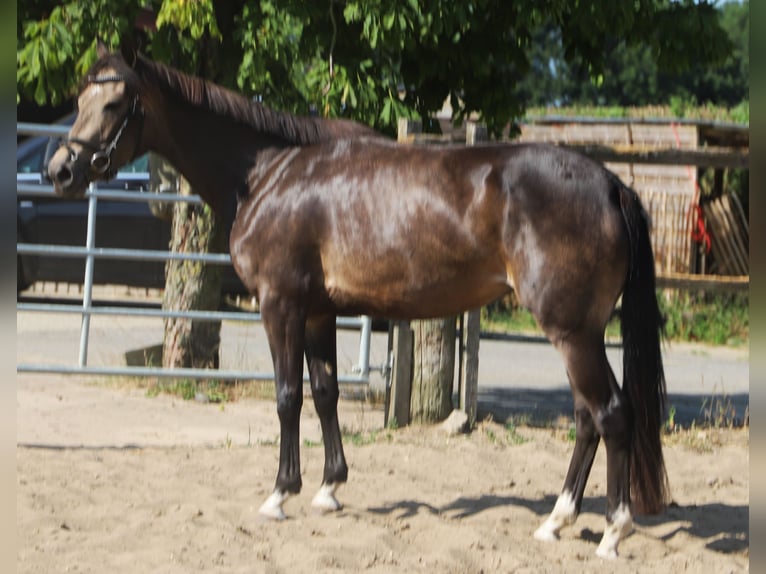 Kuc Connemara Klacz 4 lat 155 cm Formy Brown Falb in Uelsen