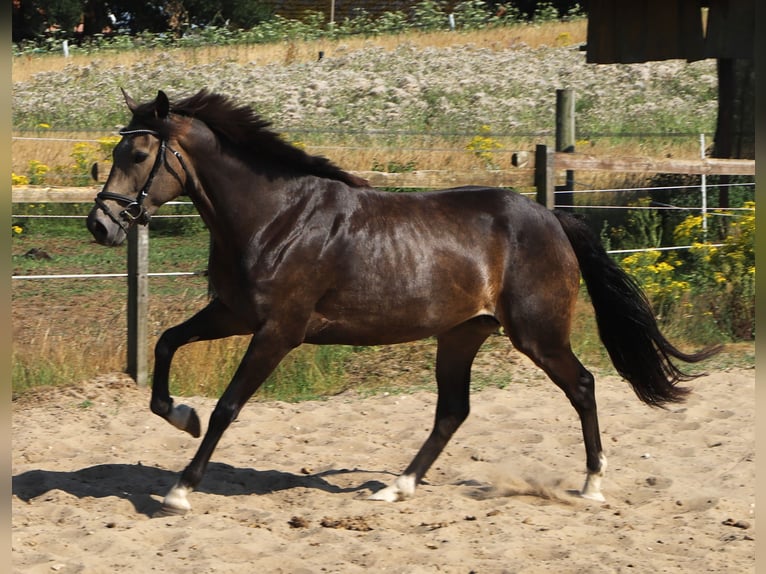 Kuc Connemara Klacz 4 lat 155 cm Formy Brown Falb in Uelsen
