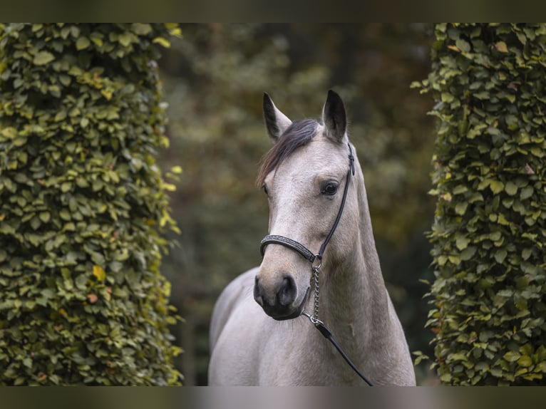 Kuc Connemara Klacz 5 lat 145 cm Bułana in Edewecht