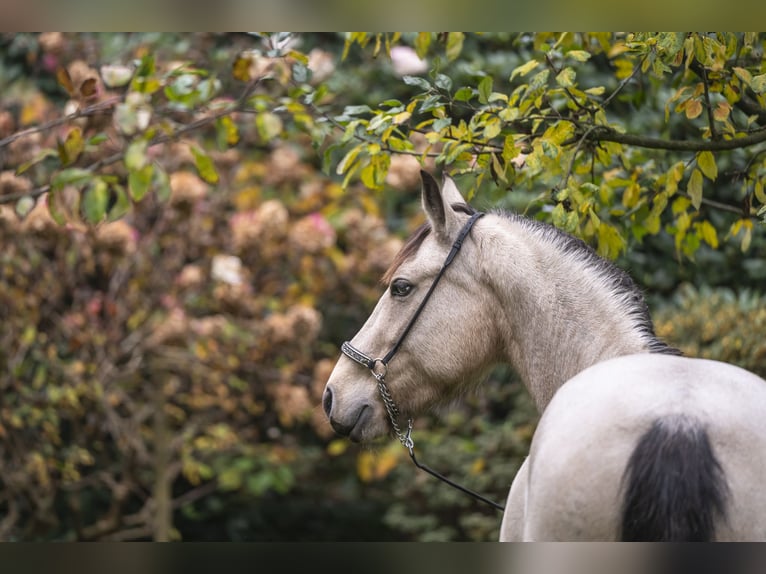 Kuc Connemara Klacz 5 lat 145 cm Bułana in Edewecht