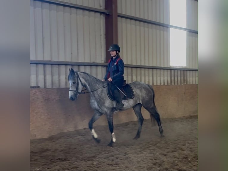 Kuc Connemara Klacz 5 lat 145 cm Siwa in Sligo