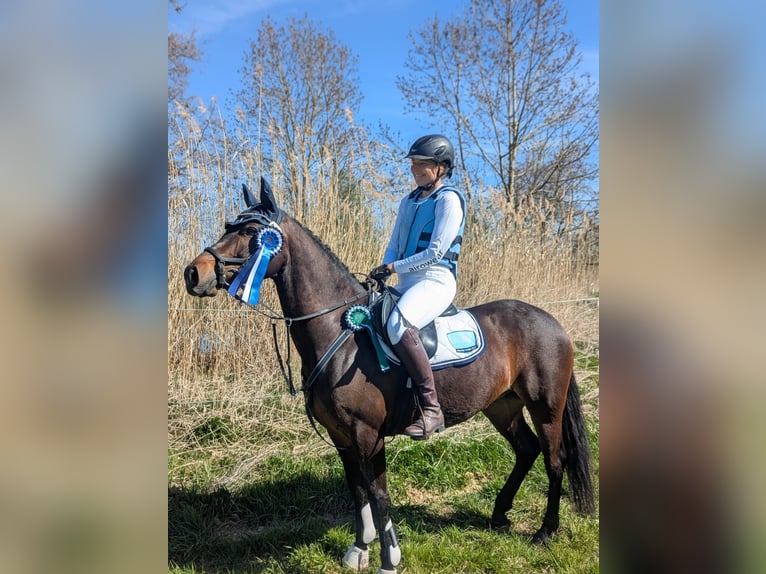 Kuc Connemara Klacz 5 lat 146 cm Gniada in Stöttwang