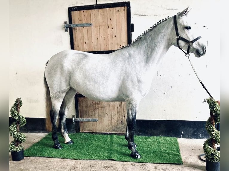 Kuc Connemara Klacz 5 lat 147 cm Siwa in Knock
