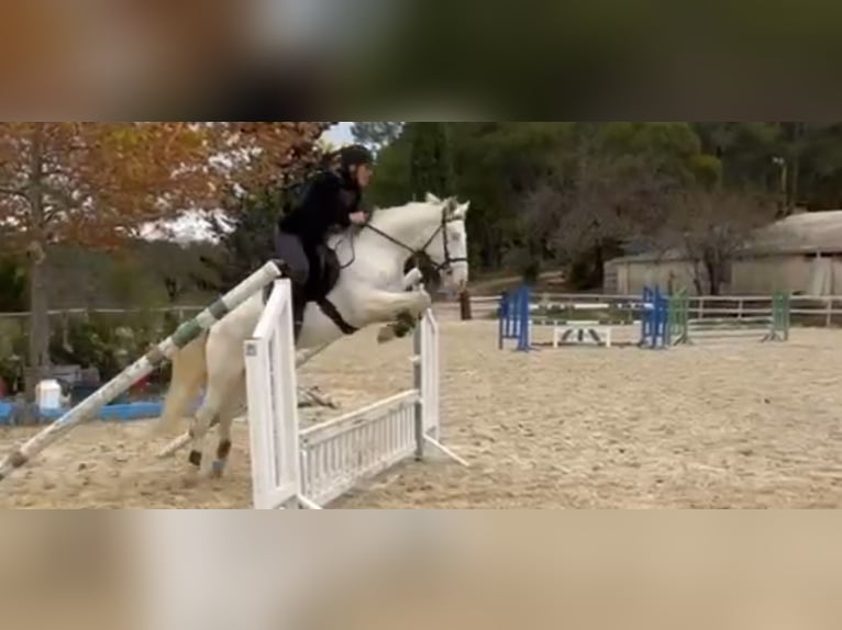 Kuc Connemara Klacz 5 lat 148 cm Cremello in Prades-le-Lez