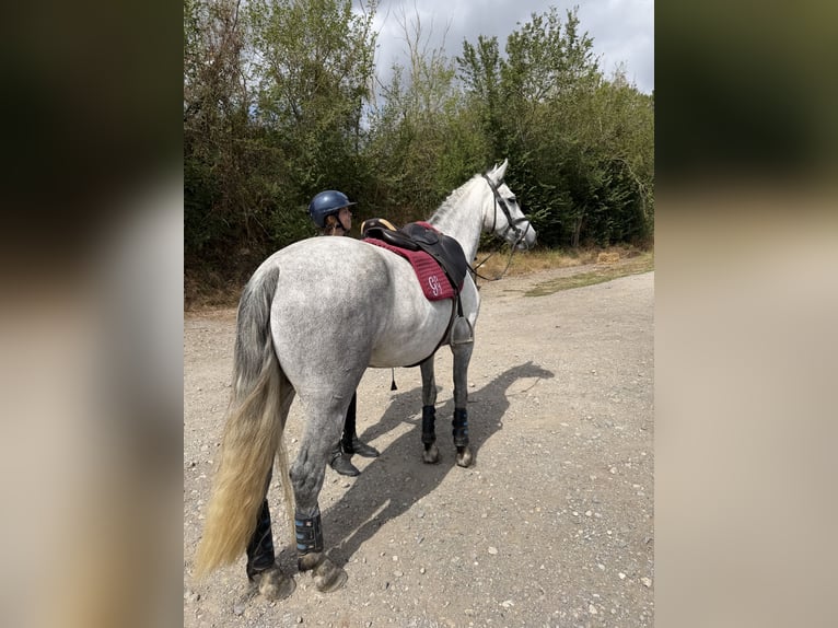Kuc Connemara Klacz 5 lat 148 cm Siwa in ronse