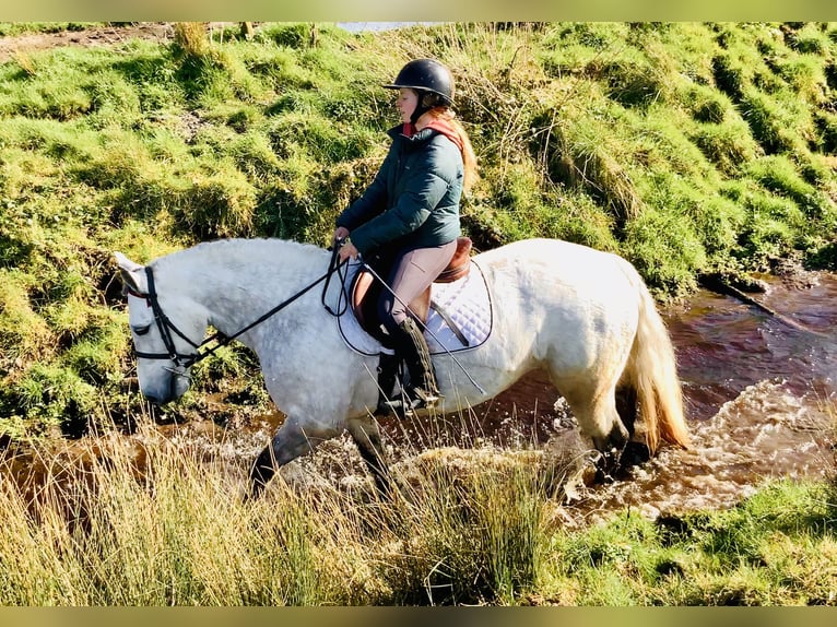 Kuc Connemara Klacz 5 lat 152 cm Siwa in Mountrath