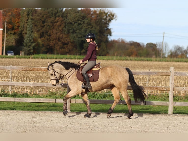 Kuc Connemara Klacz 5 lat 153 cm Bułana in Bogaarden