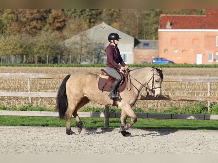 Kuc Connemara Klacz 5 lat 153 cm Bułana in Bogaarden