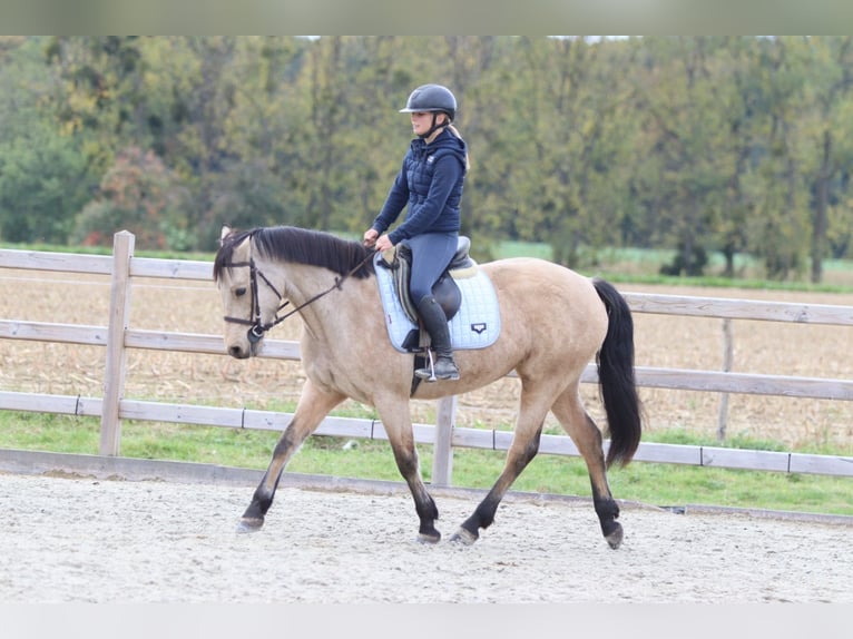 Kuc Connemara Klacz 5 lat 153 cm Bułana in Bogaarden