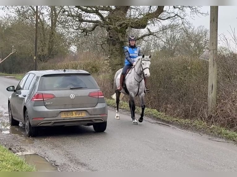 Kuc Connemara Klacz 5 lat 157 cm Siwa in Essex