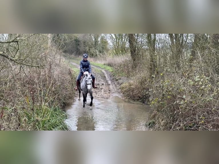 Kuc Connemara Klacz 5 lat 157 cm Siwa in Essex