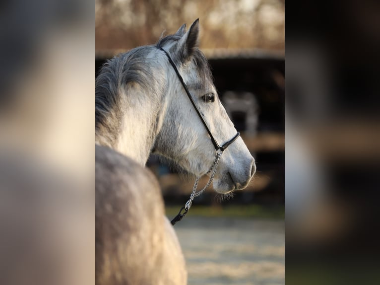 Kuc Connemara Klacz 6 lat 143 cm Siwa jabłkowita in Münstermaifeld
