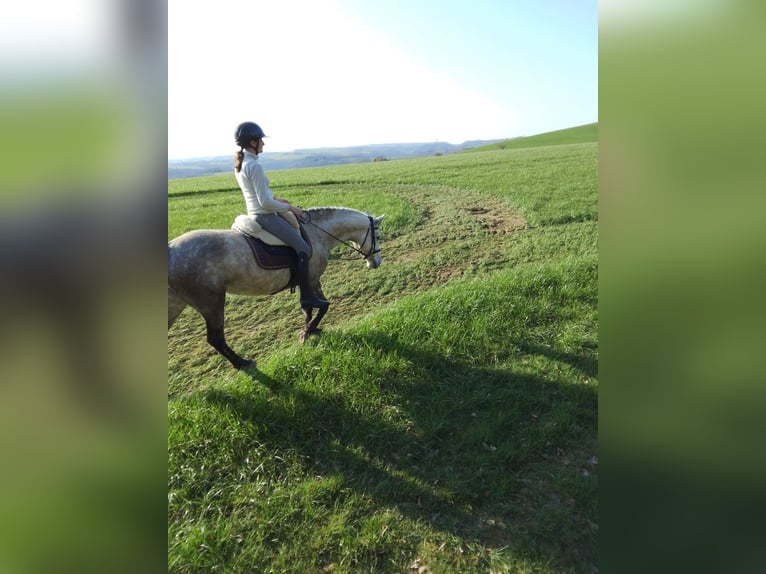 Kuc Connemara Klacz 6 lat 143 cm Siwa jabłkowita in Münstermaifeld