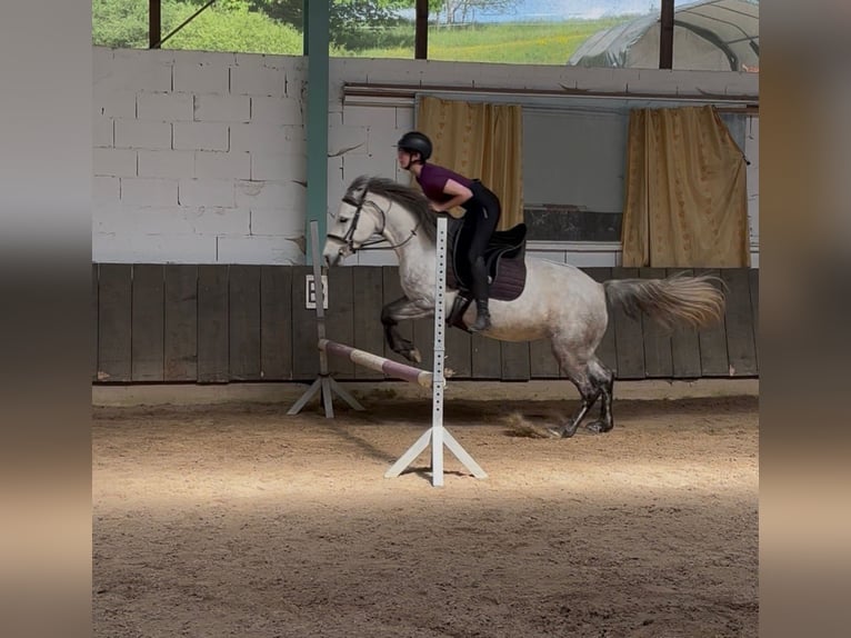 Kuc Connemara Klacz 6 lat 143 cm Siwa jabłkowita in Münstermaifeld