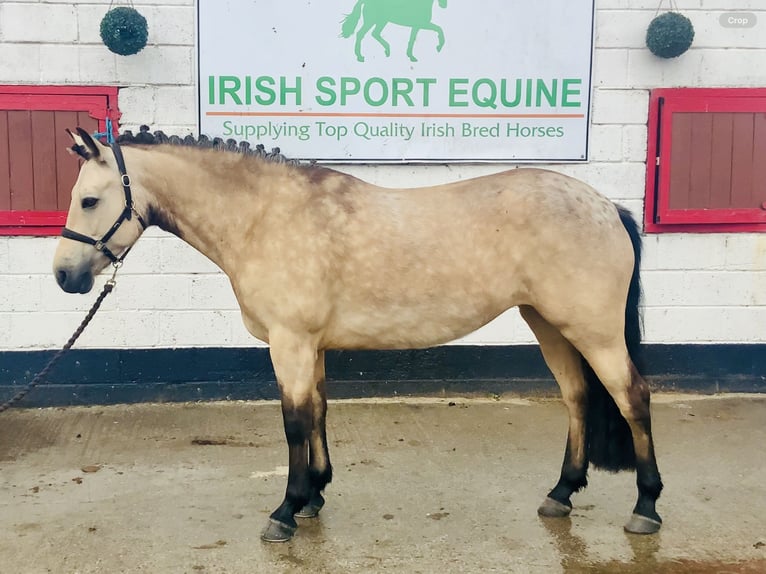 Kuc Connemara Klacz 6 lat 148 cm Bułana in Mountrath