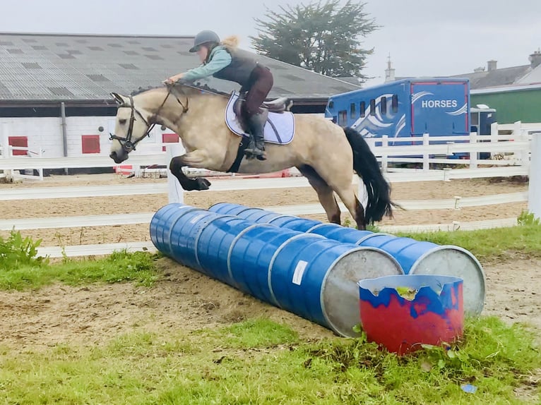 Kuc Connemara Klacz 6 lat 148 cm Bułana in Mountrath