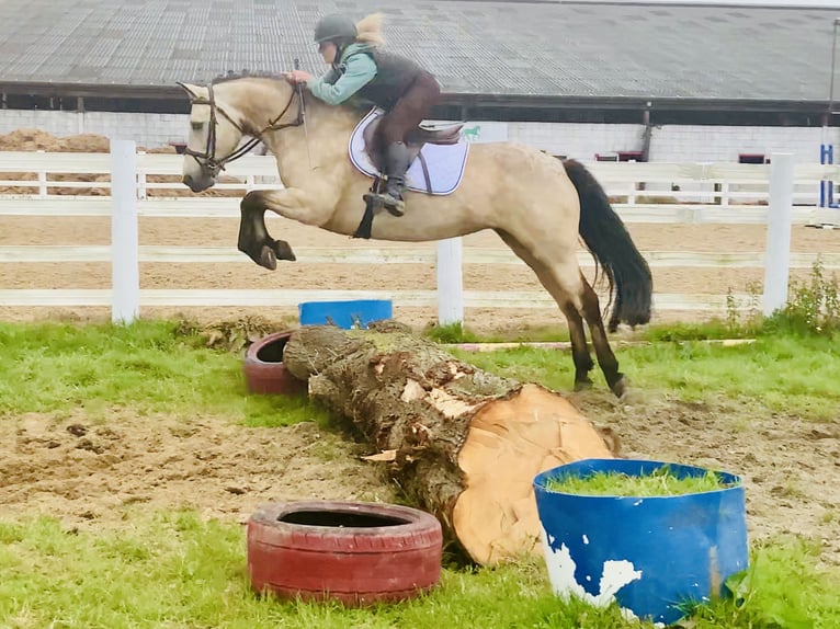 Kuc Connemara Klacz 6 lat 148 cm Bułana in Mountrath