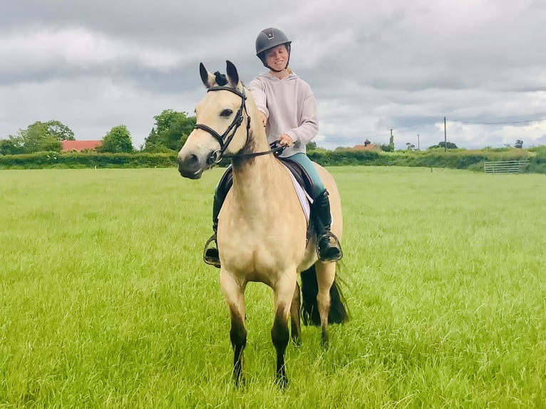 Kuc Connemara Klacz 6 lat 148 cm Bułana in Mountrath