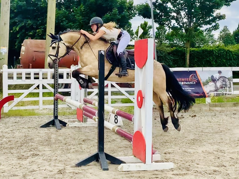 Kuc Connemara Klacz 6 lat 148 cm Bułana in Mountrath
