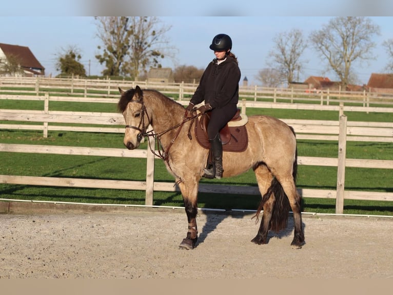 Kuc Connemara Klacz 6 lat 151 cm Bułana in Bogaarden