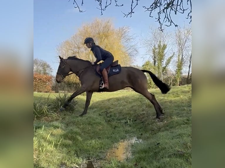 Kuc Connemara Klacz 6 lat 155 cm Gniada in Essex