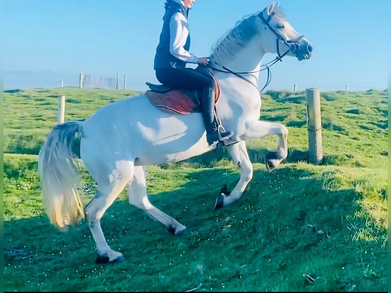 Kuc Connemara Klacz 6 lat 155 cm Siwa jabłkowita in Wachtendonk