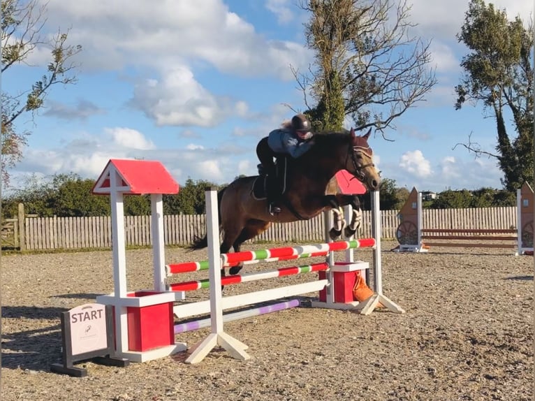 Kuc Connemara Klacz 6 lat 157 cm Bułana in Mountrath, Co. Laois