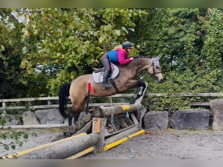 Kuc Connemara Klacz 6 lat 157 cm Bułana in Mountrath, Co. Laois