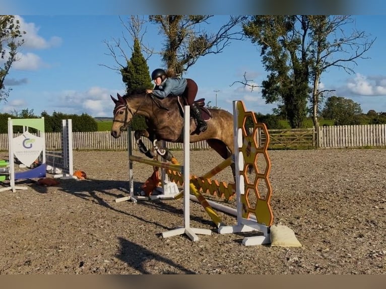 Kuc Connemara Klacz 6 lat 157 cm Bułana in Mountrath, Co. Laois