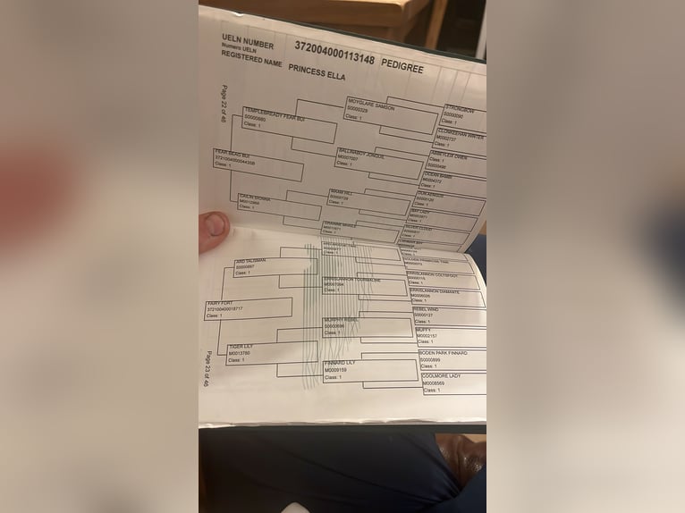 Kuc Connemara Klacz 7 lat 140 cm Siwa in Sligo