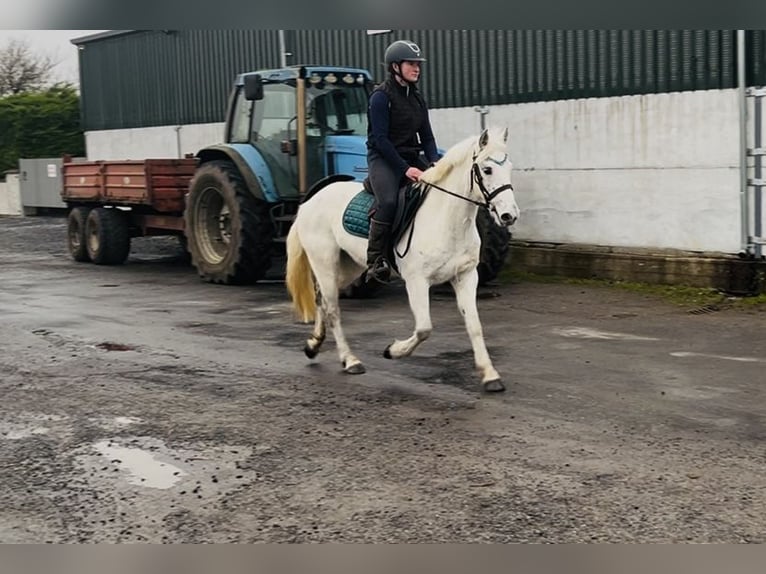 Kuc Connemara Klacz 7 lat 140 cm Siwa in Sligo