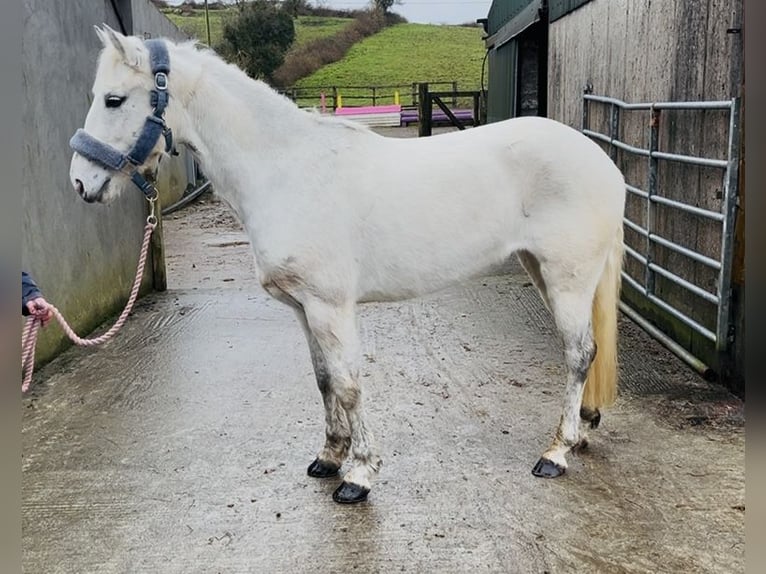 Kuc Connemara Klacz 7 lat 140 cm Siwa in Sligo