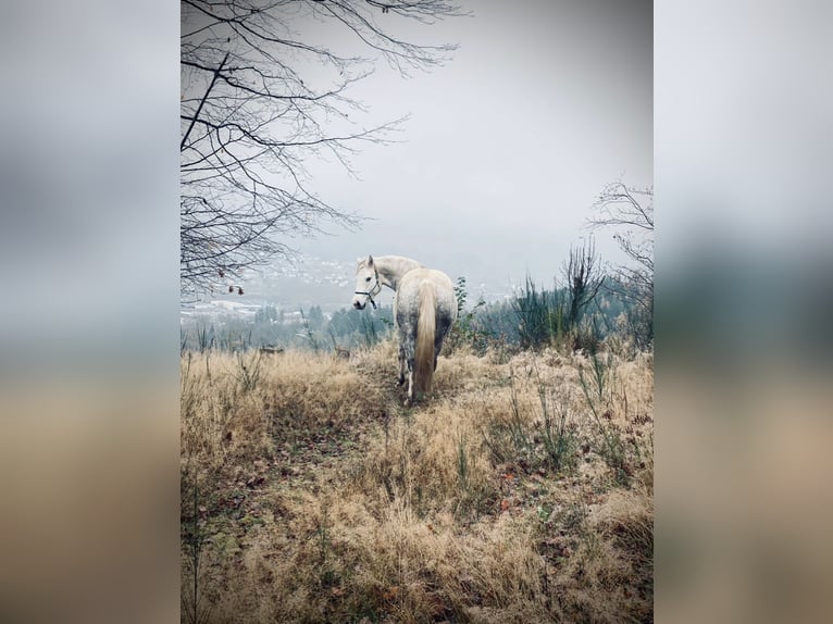 Kuc Connemara Klacz 7 lat 144 cm Siwa jabłkowita in Bad Laasphe