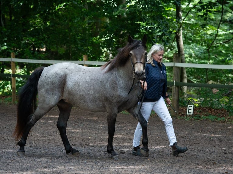 Kuc Connemara Klacz 7 lat 145 cm Jelenia in Lohr am Main