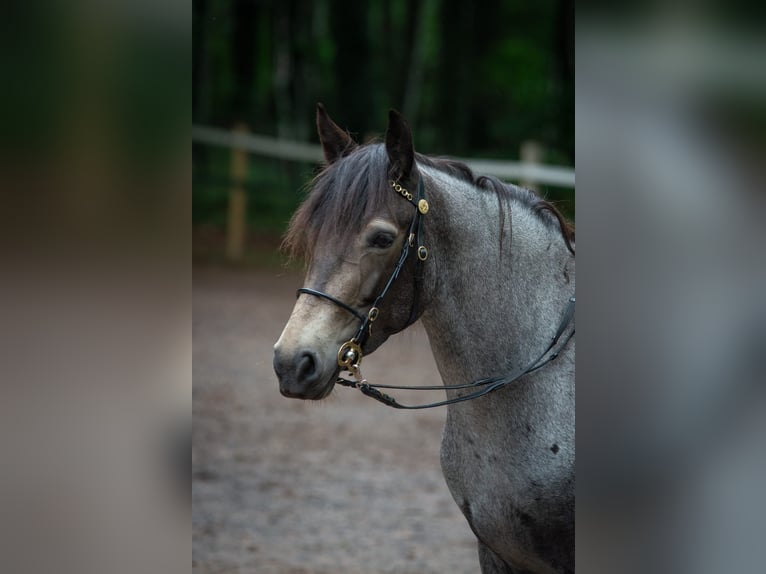 Kuc Connemara Klacz 7 lat 145 cm Jelenia in Lohr am Main