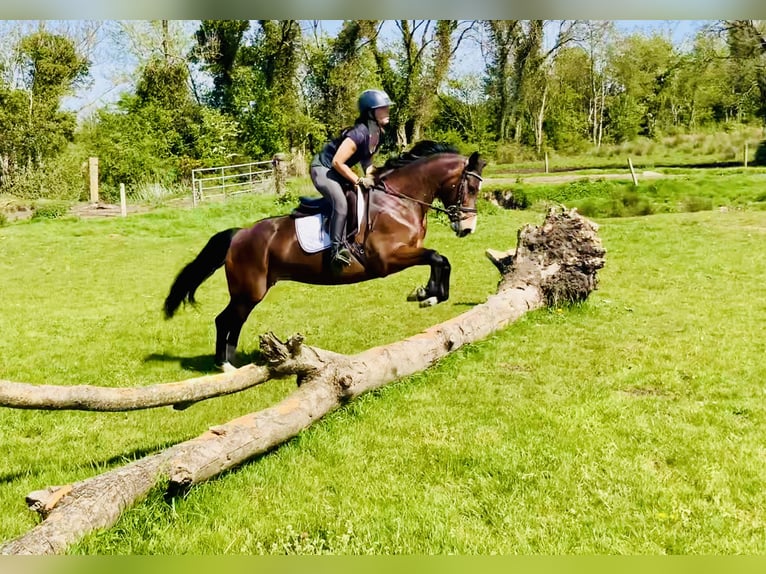 Kuc Connemara Klacz 7 lat 146 cm Gniada in Mountrath