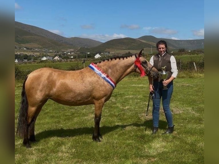 Kuc Connemara Klacz 7 lat 147 cm Bułana in Mountrath, Co. Laois