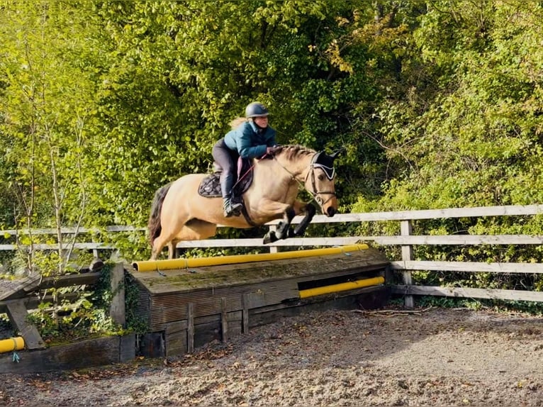Kuc Connemara Klacz 7 lat 147 cm Bułana in Mountrath, Co. Laois