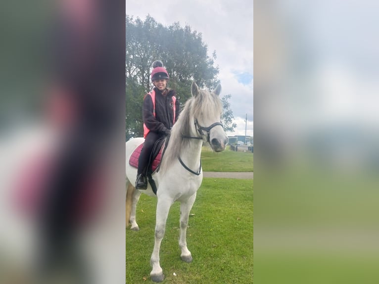 Kuc Connemara Klacz 7 lat 163 cm Biała in Belfast