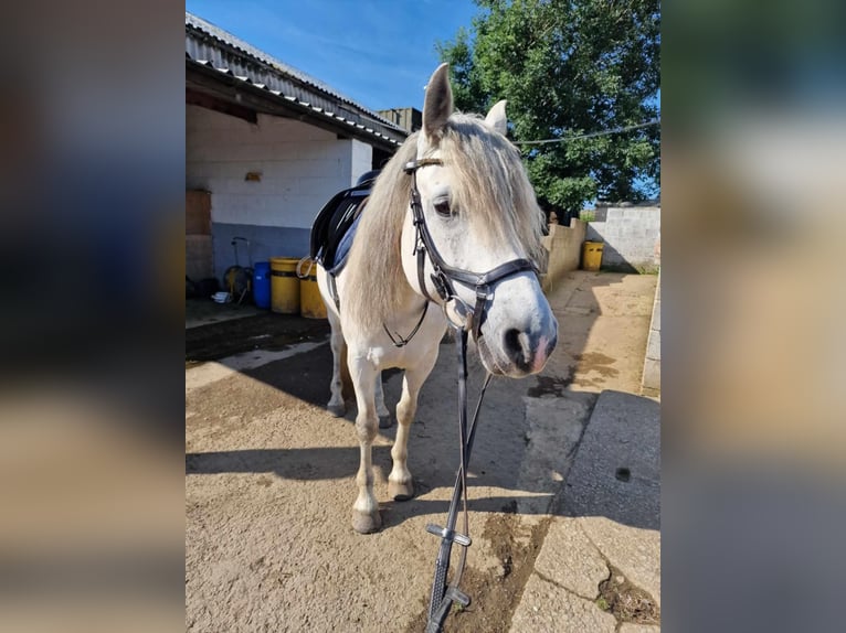 Kuc Connemara Klacz 7 lat 163 cm Biała in Belfast
